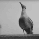 Image for article titled A real lighthouse keeper confirms that, yes, seagulls are as evil as they're depicted in The Lighthouse